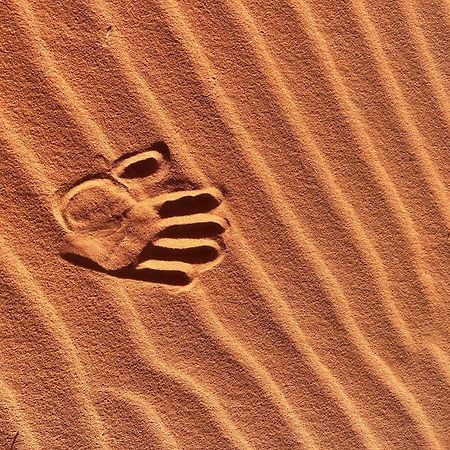 Wadi Rum Trip Экстерьер фото