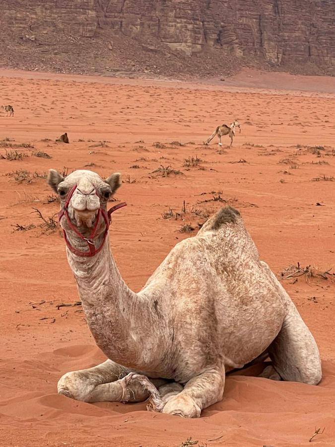 Wadi Rum Trip Экстерьер фото